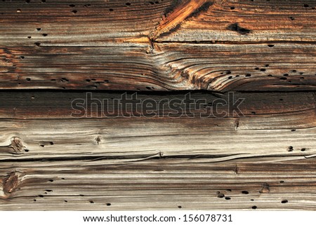 Wooden plank with bark beetle holes. Wood background.
