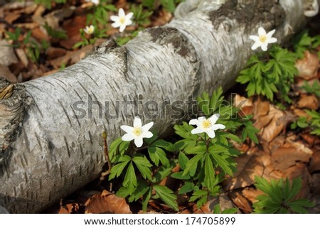Anemones nemorosa blooming in the forest. Spring flowers.