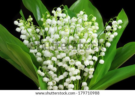Bunch of white lilies. Lily of the valley.