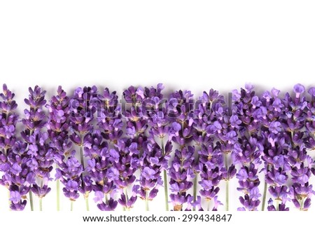 Frame with purple lavender flowers on a white background