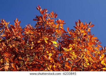 Oak leaves in autumn. Red foliage and blue sky.