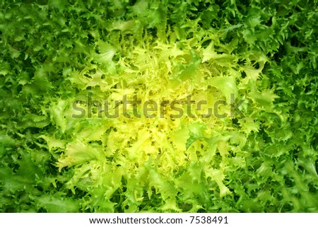 Leaf vegetable - green endive (Cichorium endivia)