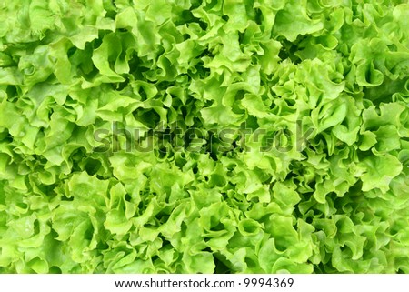 Beautiful green  lettuce background. Fresh, healthy vegetable.