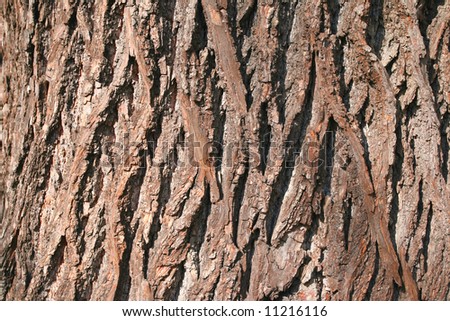 elm tree bark photo. american elm tree bark. elm