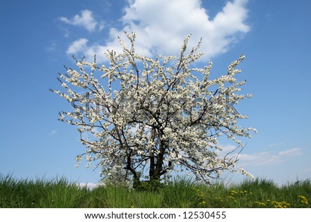 Cherry tree, blue sky, green grass - spring time