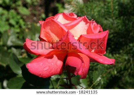 Red rose with droplets of morning dew