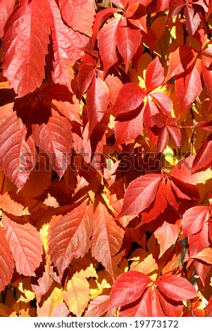 Parthenocissus creeper plant in autumn. Red leaves background.