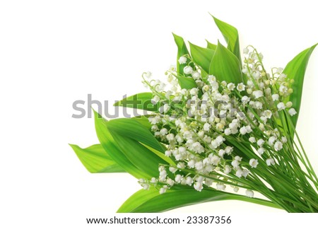 Bunch of white lilies. Lily of the valley.