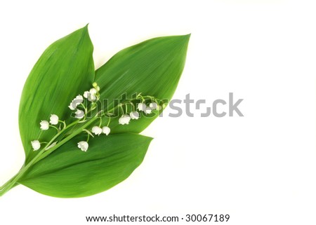 Convallaria majalis flowers - lily of the valley. White lilies isolated on white background.