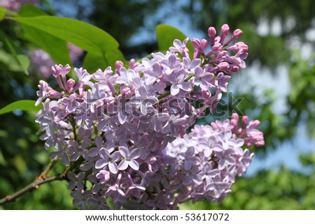 Purple lilac branch in spring on a blue sky background
