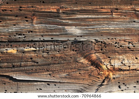 Wooden plank with bark beetle holes. Wood background.