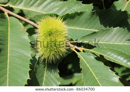 Castanea sativa - Sweet Chestnut (or marron). Edible fruit in a tree.