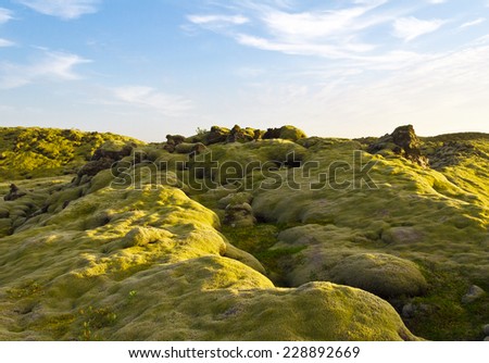 Soft Iceland moss covering the volcanic stones