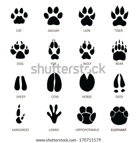 Animals Footprints