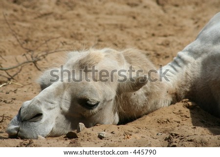 stock-photo-sad-camel-445790.jpg