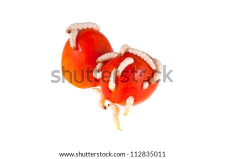 Worms In Tomatoes