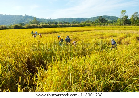 Rice  harvest