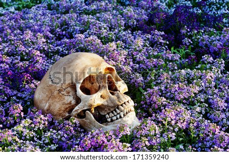 Skull in The Garden