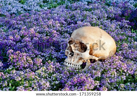 Skull in The Garden