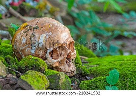 Skull on moss wall