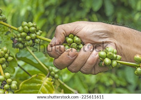 Coffee harvest  by farmer hand