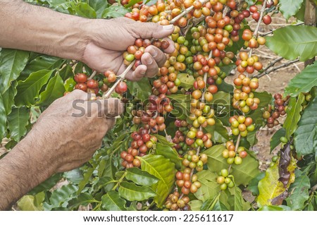 Coffee harvest