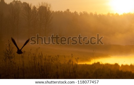 Picture of early morning with fog above water, rising sun above crowns of forest trees and flying bird in sunbeam