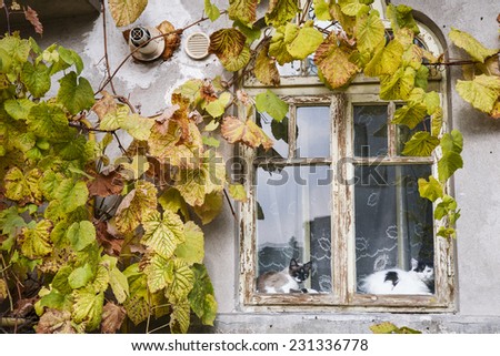 Two cats in a window frame surrounded by grape vine leafs on an autumn day/Window cats/Cats sitting inside a window frame with autumn vine leafs on the wall. Rm Valcea, Romania, 1 November, 2014