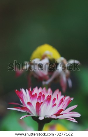 time-line: pair of daisy flowers (Bellis sp), the new and old together...