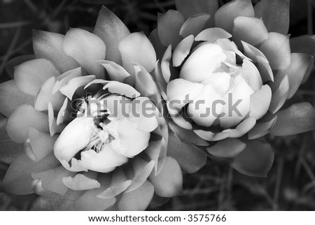 An other way to see two splendid cactus flowers (Gymnocalycium sp)