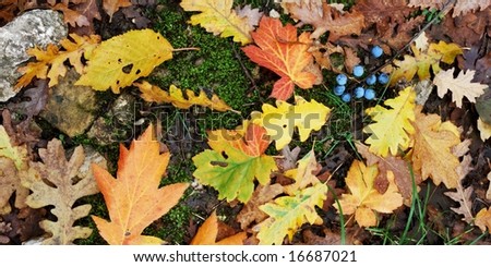 Background of autumn leaves of different shapes and colors