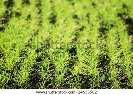 Shallow focus on line of new born wheat plants