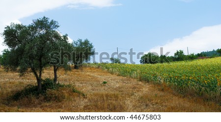 Mediterranean Summer Fields With Sunflower Cultivation And Olive ... Mediterranean Summer Fields With Sunflower Cultivation And Olive ...