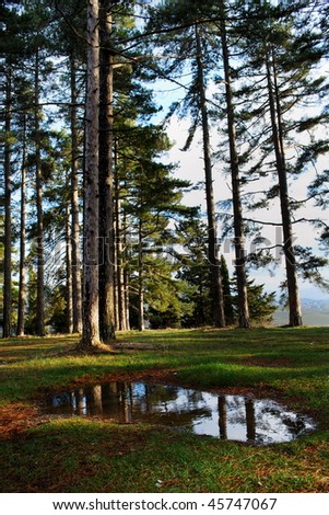 Group of large pine trees in the evening sunlight with large water puddle