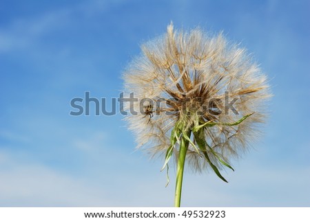 Milkweed seed stem with yellow spider against blue sky