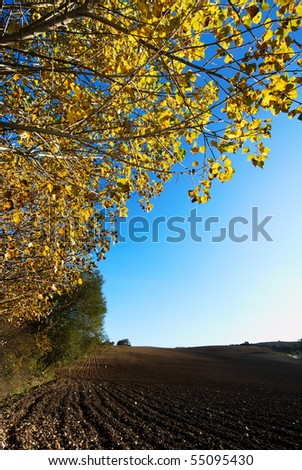 Fall landscape with golden poplar tree and plowed field