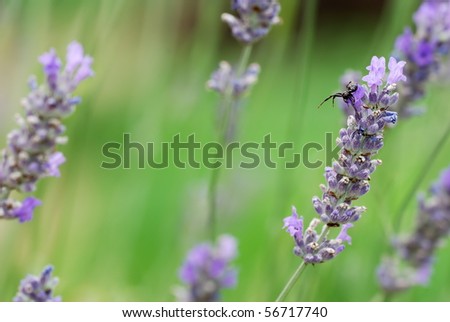Closeup of tiny black spider on Lavandula angustifolia flowers (selective focus on top front branch)