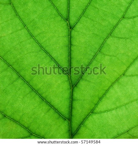 Closeup of a green hazel leaf
