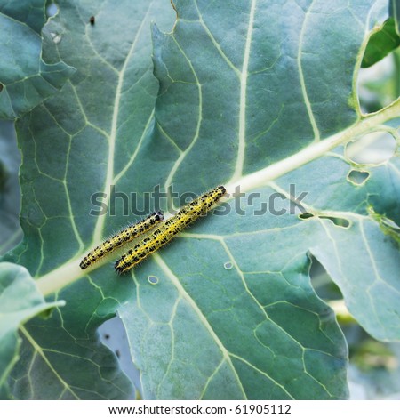 Two yellow and black large White butterfly larva on cabbage leaves
