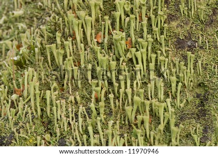 Cladonia Lichen