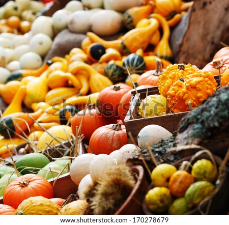 A composition of pumpkins and summer and winter squashes
