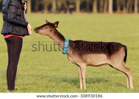 Girl feeding deer in the Phoenix Park in Dublin, Ireland, one of the largest walled city parks in Europe of a size of 1750 acres