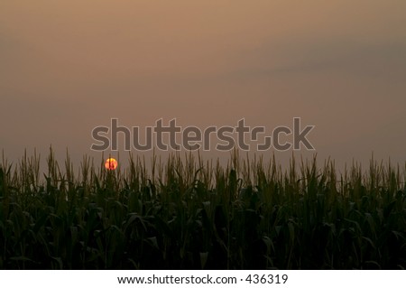 sunsets into corn field