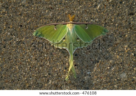 luna moth on concrete