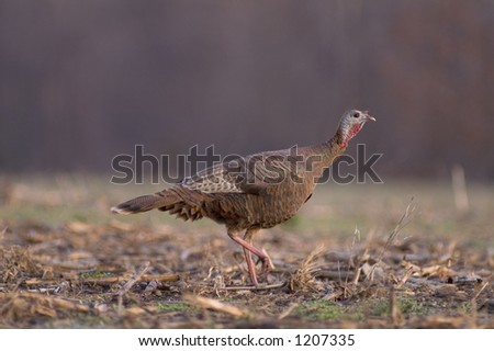 Eastern wild turkey hen in a corn field
