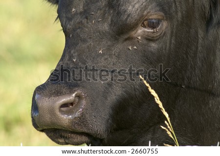 close up of a bull\'s face