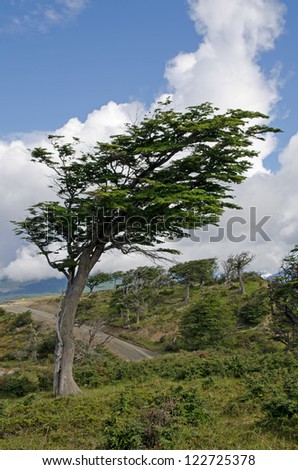 Wind-bent flag tree in Fireland (Tierra Del Fuego), Patagonia, Argentina