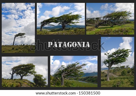 Collage of wind-bent flag trees in Tierra Del Fuego, Patagonia, Argentina