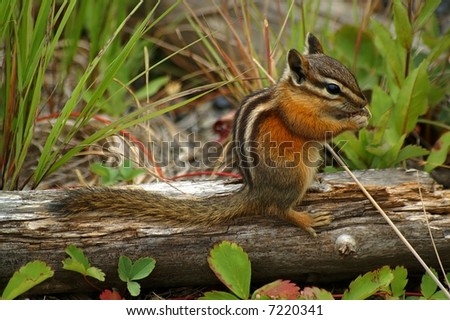 The world\'s most adorable chipmunk sitting  on a decaying log and eating fruits, nuts or berries