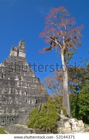 Great Jaguar Temple and large ceiba tree Tikal National Park, Guatemala; A UNESCO World Heritage Site